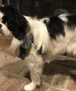 Whistle 3 / GPS Pet Tracker & Activity Monitor / Grey 40 81DtLftKUPL