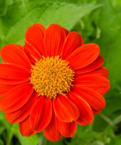 Outsidepride Tithonia Speciosa Red Mexican Sunflower Garden Cut Flowers - 1000 Seeds 35 81Dtk6OkpJL
