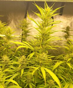 General Hydroponics FloraNectar FruitnFusion, Sweetener, 0-0-1, 1 qt., White 27 81DuYFj8zTL