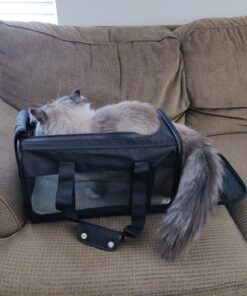 Amazon Basics Soft-Sided Mesh Pet Travel Carrier for Dog, Cat, Medium, 16.5"L x 9.4"W x 9.8"H, Black Without Wheels 48 81E40YjF7L