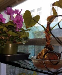 Expandable Scroll Metal 1 shelve,Over The Sink Shelf - Black 34 81E5c70IquL