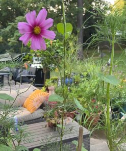 Wildflower Seeds Butterfly and Humming Bird Mix - Large 1 Ounce Packet 7,500+ Seeds - 23 Open Pollinated Annual and Perennial Species 1 Ounce Pouch 41 81E7CAy6mUL