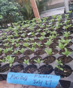 French Marigold Sparky Mix Seeds, Over 5,000 Seeds by Seeds2Go 26 81EBhl1wk6L