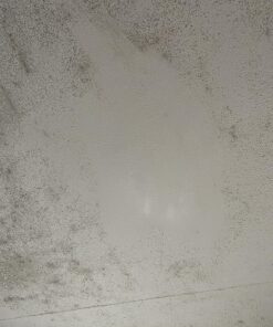 MOLD ARMOR Mold and Mildew Killer + Quick Stain Remover, 32 oz., Trigger Spray Bottle, Eliminates 99.9% of Household Bacteria and Viruses, Ideal Bathroom Mold and Mildew Remover 45 81ECEvJRI9L