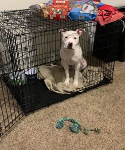 MidWest Homes for Pets Large Dog Crate | MidWest Life Stages Double Door Folding Metal Crate | Divider Panel, Floor Protecting Feet, Leak-Proof Pan | 42L x 28W x 31H Inches For Large Dog Breed 42.0"L x 28.0"W x 30.0"H Lifestages; Double Door 54 81EE t7hMRL