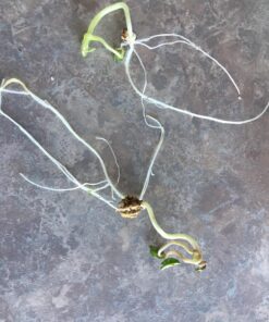 Seed Needs, Edible Wildflower Seed Packet Collection (7 Varieties of Flower Seed for Planting) Non-GMO & Untreated - Includes Viola, Pansies, Chives, Borage, Calendula, Nasturtium and Bee Balm 34 81EFdL9gS3L