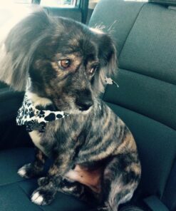 ETTA SAYS! Dog Liver Sprinkles for Dogs – Pack of 1 – 3 oz. Dog Food Topper, Dog Food Seasoning, Freeze Dried Liver 3 Ounce (Pack of 1) 14 81EHb pRORL