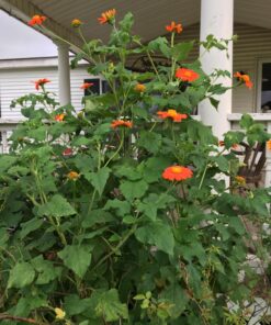 Outsidepride Tithonia Speciosa Red Mexican Sunflower Garden Cut Flowers - 1000 Seeds 60 81EI5QqNzbL