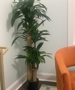 Nearly Natural - 6584 62in. Corn Stalk Dracaena Silk Plant (Real Touch), 24" x 28" x 62", Green artificial plant 57 81EJCh8jIfL