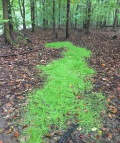 Antler King No Sweat No Till Plot Mix 27 81EKQM04uL