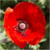Seed Needs, 100,000+ Red Poppy Corn Poppy Seeds for Planting (Papaver rhoeas) Attracts Pollinators, Red Blooms Bulk Bulk Pack (100,000 Seeds) 21 81ELDyUgjL