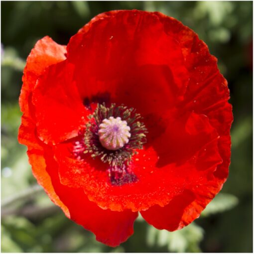 Seed Needs, 100,000+ Red Poppy Corn Poppy Seeds for Planting (Papaver rhoeas) Attracts Pollinators, Red Blooms Bulk Bulk Pack (100,000 Seeds)