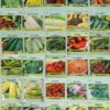 30 Packs of Deluxe Valley Greene Heirloom Vegetable Garden Seeds Non-GMO(Guaranteed 30 Different Varieties as Listed)