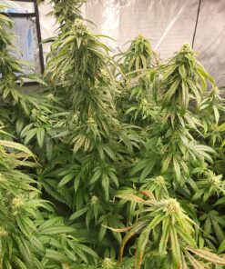 General Hydroponics FloraNectar FruitnFusion, Sweetener, 0-0-1, 1 qt., White 28 81EPZvm6wvL