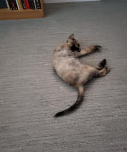 Cat-Man-Doo Extra Large Dried Bonito Flakes Treats for Dogs & Cats - All Natural High Protein Flakes - 4oz. / 112g Bag 4 Ounce (Pack of 1) 59 81EQjthgVML 1