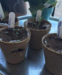 Plant Theatre Bonsai Tree Kit - Indoor Plant Growing Kit w/ 3 Mini Bonsai Seed Packs, 6 Pots, 6 Peat Discs and 6 Propagator Bags - Gardening Gifts for Men, Women and Room Decor - Crafts for Adults 53 81EUHYYbO L