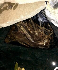 Summit Clear-Water Barley Straw Pond Treatment, 2-Pack, Treats upto 2000 Gallons, 1000 Gallons per Bale Treats 2000 Gallons 29 81EVA4QQtwL