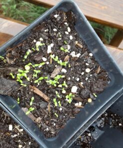 Outsidepride Perennial Roman Chamomile Evergreen Carpet Herb Garden Plants - 25000 Seeds 19 81EVY8CEpKL