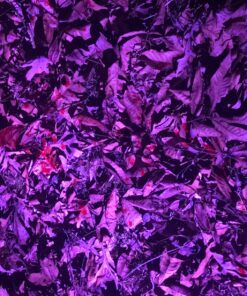 Primos Hunting Bloodhunter HD, Advanced Shadow Free Blood Tracking Light for Night Hunting 33 81EX8WqQynL