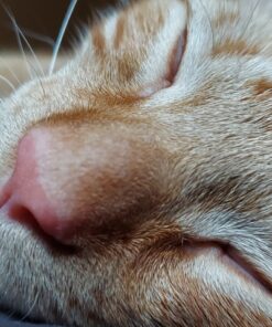 Purina Fancy Feast Pate Wet Kitten - (24) 3 oz. Cans 35 81EZSqhw LL