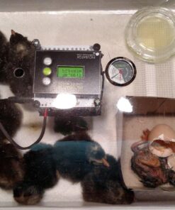 IncuView™ 3 Pro All-in-One Automatic Egg Incubator w Built-in Egg Turner, Incubator Warehouse, Countdown Hatch Timer, Auto-Off Egg Turner, Universal Egg Turner, Quail - Goose, 2022 35 81EkLdG0L