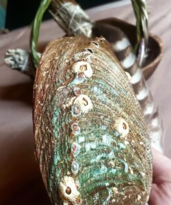 Hand Selected Abalone Shell, 6 Inches or Larger. Perfect for Holding Incense, Trinkets, and More 42 81EoBK3WWpL