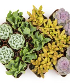 Succulents Plants Live (20PK) Potted Succulent Plants Live House Plants, Cactus Plants Live Plants Indoor Plants Live Houseplants, Indoor Plant Succulents Live Plant House Plant by Plants for Pets 20-PACK 35 81EusVDVE8L
