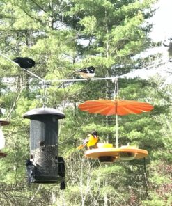 Kettle Moraine Super Oriole Recycled Orange Fruit, Jelly, Mealworm Bird Feeder w/Orange Roof 39 81Ew5KhfymL