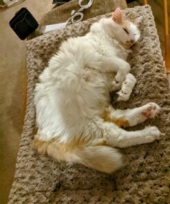 MidWest Homes for Pets Deluxe Dog Beds | Super Plush Dog & Cat Beds Ideal for Dog Crates | Machine Wash & Dryer Friendly, 1-Year Warranty Mocha 36-Inch 24 81Ex9 catLL 1