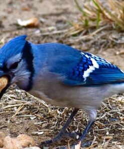 Hampton Farms - USA Grown All-Natural - Fancy Roasted In-Shell Unsalted Peanuts - 5 lb. Bag Basic pack 31 81EzYyIb9L