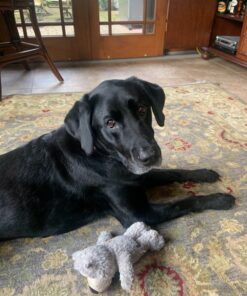 Hill's Science Diet Dry Dog Food, Large Breed Adult 6+ Senior, Chicken, Barley & Rice Recipe, 33 lb. Bag 33 Pound (Pack of 1) 26 81Ezdqkn0L