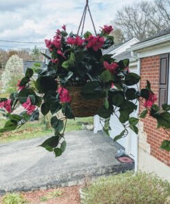 Nearly Natural Bougainvillea Basket Silk 1 Artificial Hanging Plant, 32 x 32 x 24, Green, Pink 50 81EzksGdvHL
