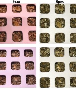 Certified Organic Vegetable Seeds for Planting Outdoors - 13 Seed Variety Pack of Veggie Heirloom Seeds Non GMO Organic Non Hybrid Open Pollinated for Home Garden - Tomato, Broccoli, Carrots, Fruit 53 81F KTuDb6L