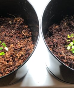 Seed Needs, Swamp Milkweed Seed Packet Collection (2 Varieties of Asclepias for Planting and Attracting Monarch Butterflies) Heirloom, Untreated & Open Pollinated 35 81F vzzDzHL