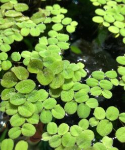 12 Water Spangles (Salvinia Minima), Live Aquarium/Aquatic/Floating/Pond/Freshwater Plant by G&Z 31 81F0UtbhjDL