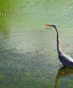 Nikon COOLPIX P900 Digital Camera (Black) 108 81F1aNeQlfL