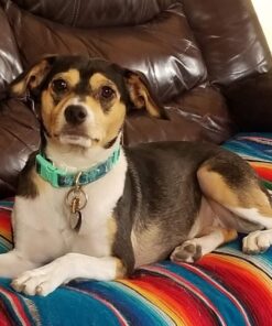 Dynarex Povidone-Iodine Prep Solution, Antiseptic Solution for Skin and Mucosa, Ideal for Surgical Site Preparation, Contains Povidone Iodine 10%, 4 fl. oz., 1 Povidone-Iodine Bottle Unflavored 4 Fl Oz (Pack of 1) 23 81F4xrhnCXL