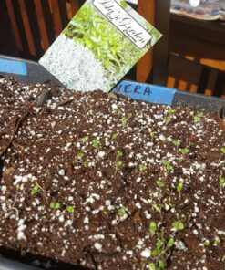 English "Vera" Lavender Seeds for Planting, 1000+ Seeds Per Packet, (Isla's Garden Seeds), Non GMO & Heirloom Seeds, Botanical Name: Lavandula angustifolia, Great Herb Garden Gift 24 81F6SZUHwsL