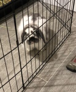 Oxbow Animal Health Western Timothy Hay - All Natural Hay for Rabbits, Guinea Pigs, Chinchillas, Hamsters & Gerbils-Veterinarian Recommended- Digestive & Dental Health- Grown in the USA- 9lb. 9 Pound (Pack of 1) 47 81F8 Bapg5L