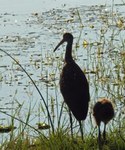 Nikon COOLPIX P900 Digital Camera (Black) 109 81FBCizi47L