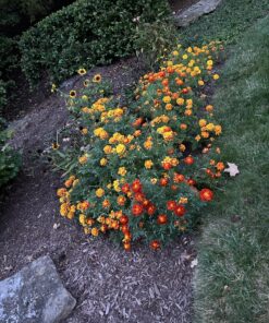 French Marigold Sparky Mix Seeds, Over 5,000 Seeds by Seeds2Go 23 81FCTFs78aL