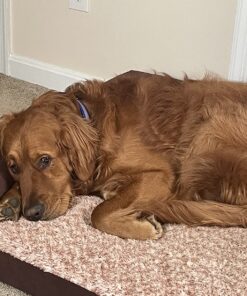 Furhaven Orthopedic Dog Bed for Large Dogs w/ Removable Washable Cover, For Dogs Up to 95 lbs - Ultra Plush Faux Fur & Suede Mattress - Chocolate, Jumbo/XL Ultra Plush Curly Faux Fur (Chocolate) 40.0"L x 32.0"W x 4.0"Th Orthopedic Foam 53 81FDs6ts4L 1