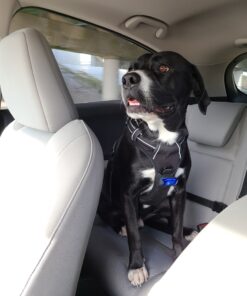 LED Safety Light (2 Pack) + Free Bonuses | Clip On Strobe/Running Lights for Runners, Dogs, Bike, Walking | The Best High Visibility Accessories for Your Reflective Gear, Bicycle etc Blue 29 81FEjsVwDdL