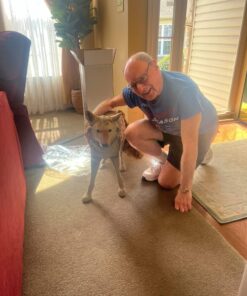 Flambeau Outdoors 5985MS-1 Lone Howler Coyote Decoy, One Size 32 81FFlTOlI L