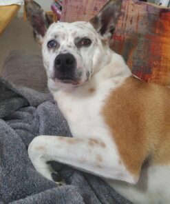 FURemover Original Indoor Pet Hair Rubber Broom and Pet Hair Remover Lint Brush Set, Colors May Vary FURemover Broom and Brush Combo 45 81FKGb4917L