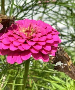 Wildflower Seeds Butterfly and Humming Bird Mix - Large 1 Ounce Packet 7,500+ Seeds - 23 Open Pollinated Annual and Perennial Species 1 Ounce Pouch 37 81FQpWucpL