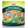 Living World - Spray Millet, 17.6 Oz – Premium Treat for Budgies, Canaries, Finches, Cockatiels and Other Pet Birds 1.1 Pound (Pack of 1) 11 81FZ8jZ3dJL
