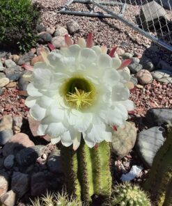 Alternative view of The Essential Van Morrison The Essential Van Morrison