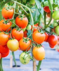 Premium 5oz Pro Garden Weed Barrier Landscape Fabric by ECOgardener - Durable & Heavy-Duty Weed Block Gardening Mat, Easy Setup & Superior Weed Control, Eco-Friendly & Convenient Design, 4ft x 50ft 5oz - 4ft x 50ft 20 81FaRPzGgaL