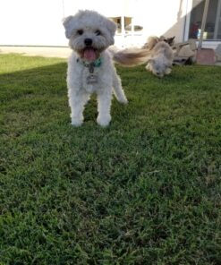 Blueberry Pet Soft & Safe 3M Reflective Neoprene Padded Adjustable Dog Collar - Baby Blue Pastel Color, Medium, Neck 14.5"-20" 65 81FblO0yXL 1